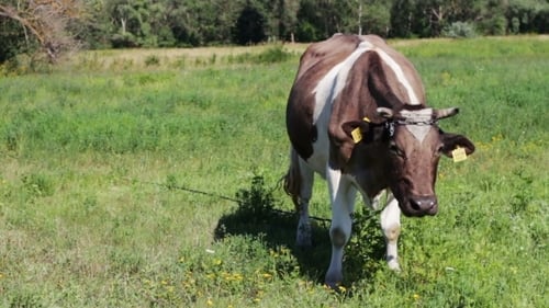 Cows Grazing In The Field.