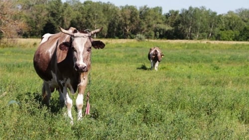 Cows Grazing In The Field.