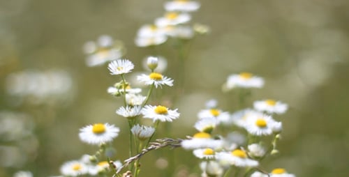 Fleurs 1