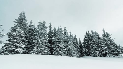 Snow Covered Trees in a Winter Landscape