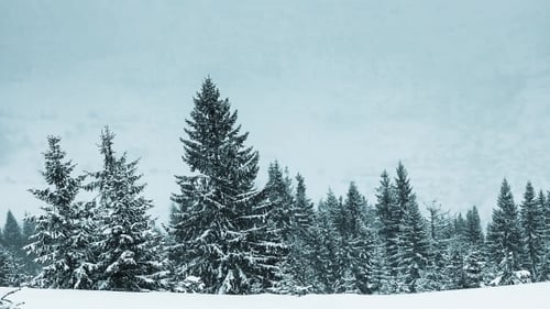 Snow Covered Trees in a Winter Forest