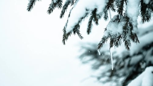 Beautiful Winter Landscape With Snow Covered Trees