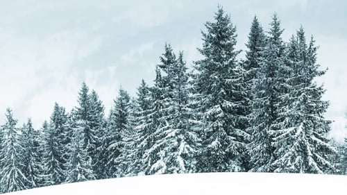 Beautiful Winter Landscape With Snow Covered Trees