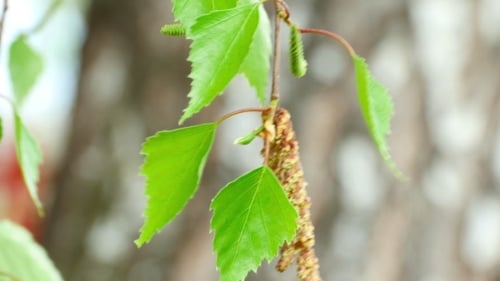 Green Branch with Flowers Blowing in Breeze