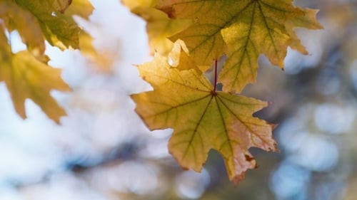 Close Up of Yellow Autumn Leaves Hanging
