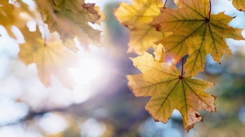 Golden Maple Leaves on a Sunny Autumn Day