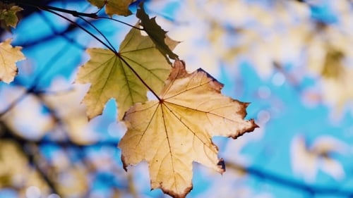 Autumn Leaves Against a Blue Sky