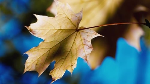 Autumn Maple Leaf Close-Up with Blue Background
