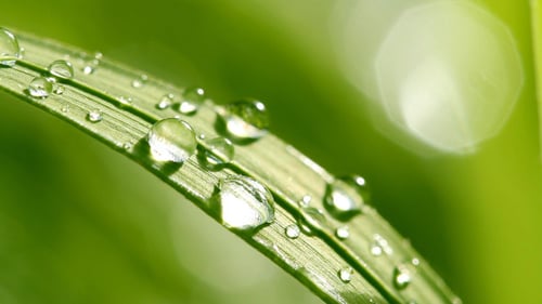 Close Up of Dew Droplets on Green Grass
