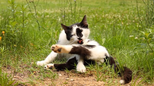 Black and White Cat Grooming in Green Grass