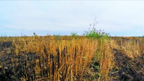 Flying Over Burned Stubble Rural Field In Russia