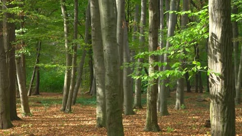 Forest 4K