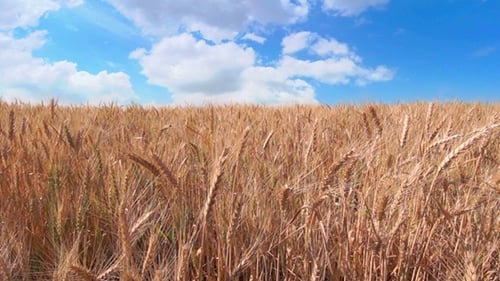 Fast Clouds over Golden Wheat