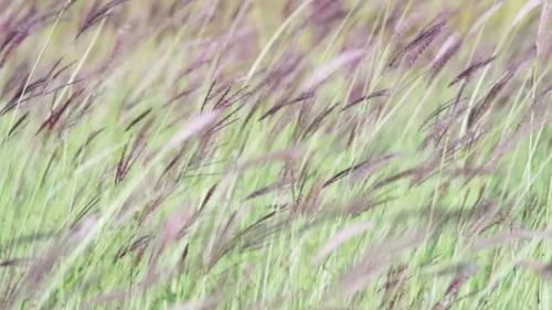 Hierbas de pradera en el campo meciéndose en el viento