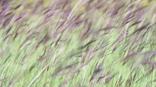 Meadow Grasses In The Field Swaying In The Wind
