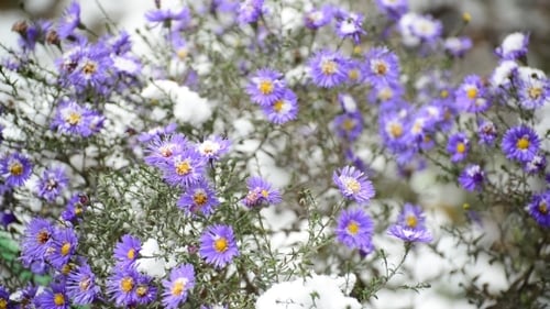 Flores de crisântemo