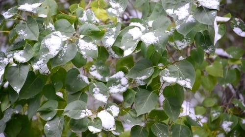 Green Leaves Covered With Snow