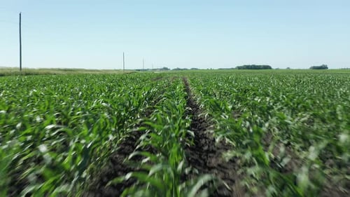 Drone flying over organic green agriculture cornfield. Summer landscape flying low