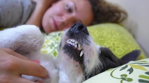 Girl And Dog Comfortably Sleeping In Bed