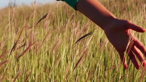 Girl Hand Touch The Grass In The Field Meadow.