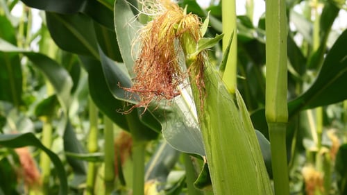 Green Corn Field Growing in the Summer