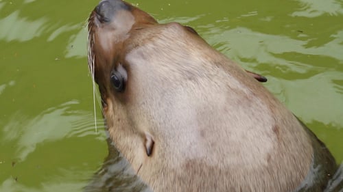Seebär im Meer