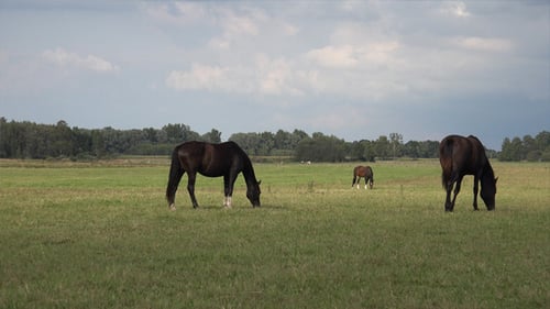 Horses Graze in Rural Field