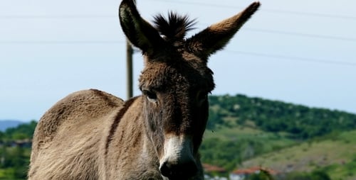 Close Up of a Brown Donkey in Field
