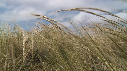 Wind Sweeping Tall Grasses on a Beach