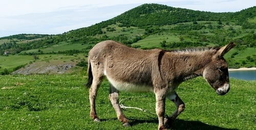 Donkey 4