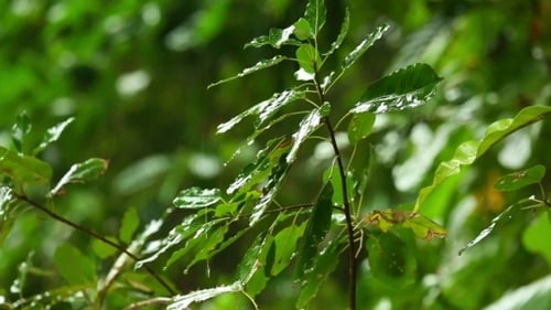 Tropical Downpour