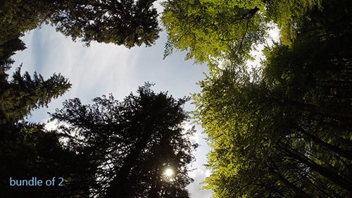 Looking Up Through Tree Canopy on a Sunny Day