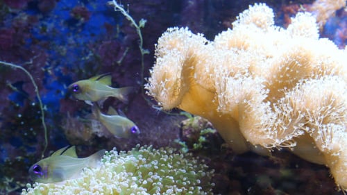 Aquarium mit Fischen und Pferden