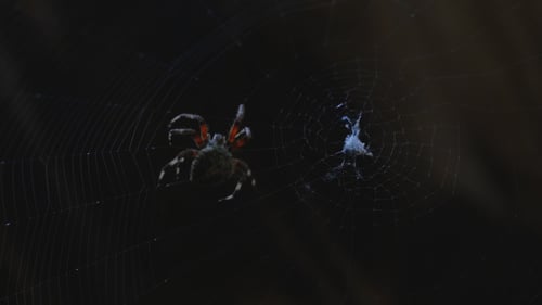 Spider Sitting Still on its Dark Web