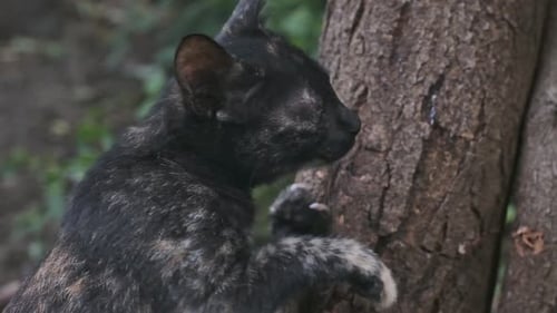Calico chaton aiguisant les griffes sur l'arbre au Ralenti