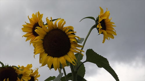 Helianthus or Sunflowers
