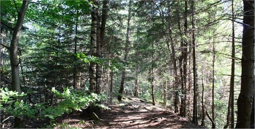 Pines 37