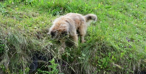 Hund 3