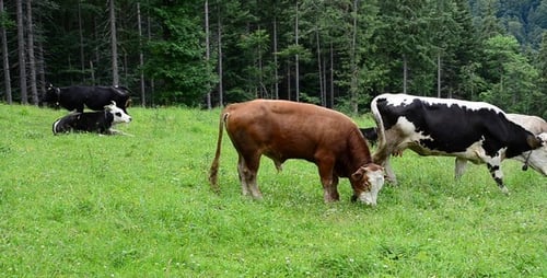 Cow 6