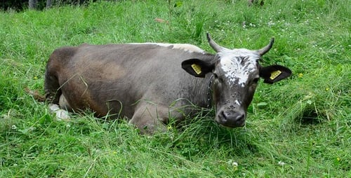 Cow 13