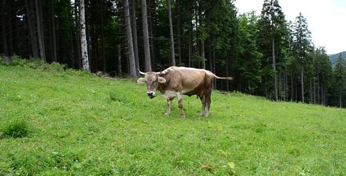 Cow 2