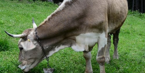 Cow 3