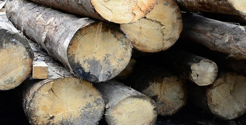 Stacked Logs Lumber in Forest