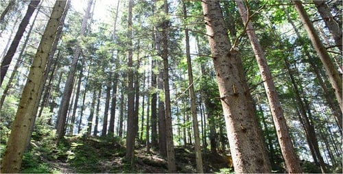 Pines 8