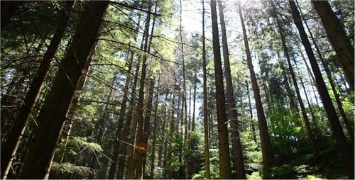 Pines