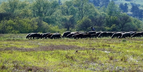 Sheep Grazing in a Green Rural Field