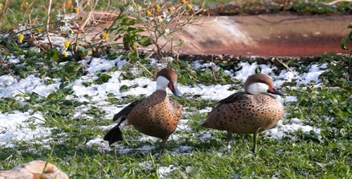 Duck