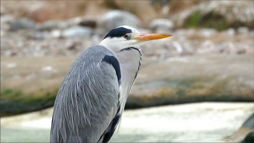 Ein Graureihervogel mit einem langen orangefarbenen Schnabel