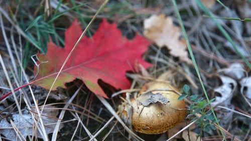 Mushroom in the autumn forest