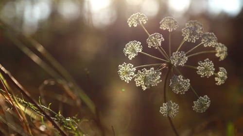 Beautiful Flower at Sunset
